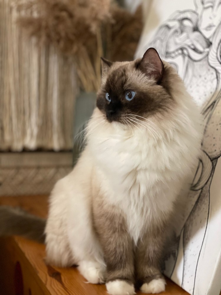 ragdoll pentuja , ragdoll kissa