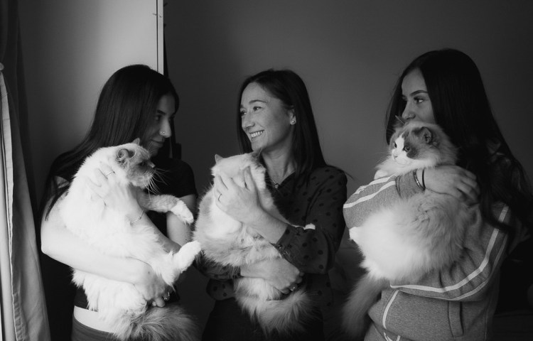 Ragdoll pentuja, ragoll kissa