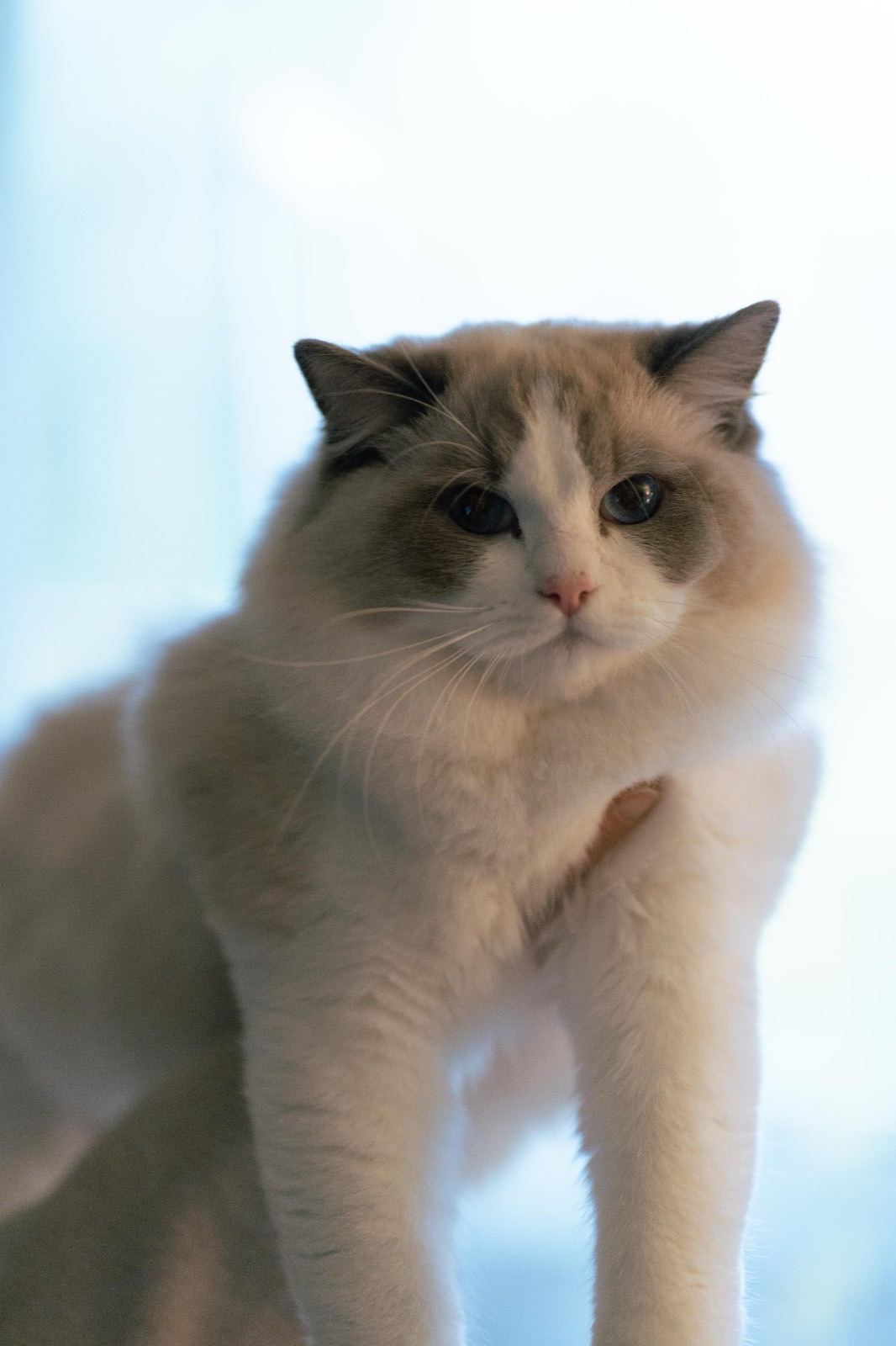 Ragdoll, ragoll pentu, ragdoll kissa, ragdoll pentuja